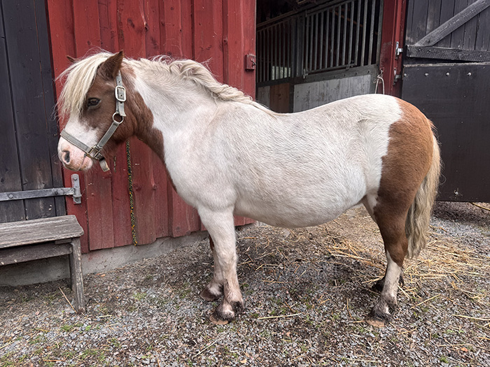 Ett välfungerande lymfsystem